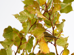 Phylloscopus collybita