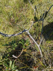 Hakea dactyloides