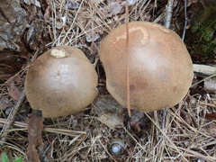Leccinum snellii