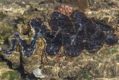 Tridacna elongatissima