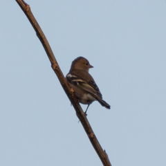 Fringilla coelebs