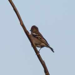Fringilla coelebs