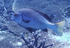 Plectorhinchus gibbosus