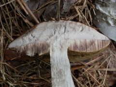 Leccinum snellii