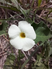 Thunbergia neglecta