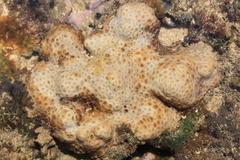 Palythoa tuberculosa