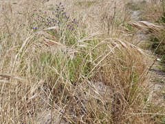 Bromus diandrus