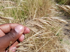 Bromus diandrus