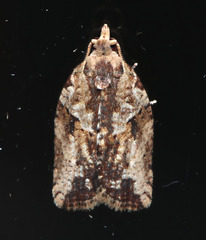 Epiphyas postvittana