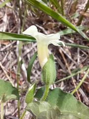 Thunbergia neglecta