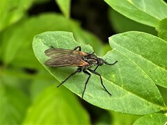 Empis