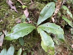 Ardisia cornudentata morrisonensis