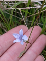 Wahlenbergia albomarginata