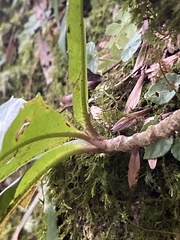 Ardisia cornudentata morrisonensis