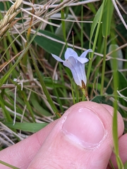 Wahlenbergia albomarginata