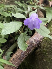 Strobilanthes formosana