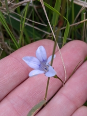 Wahlenbergia albomarginata