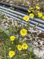 Ixeridium laevigatum