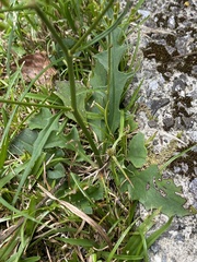 Ixeridium laevigatum