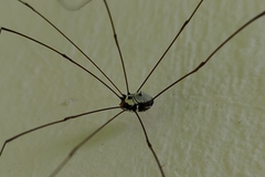 Phalangioidea