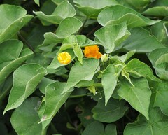 Abutilon indicum