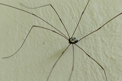 Phalangioidea