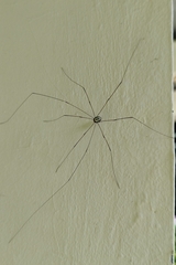 Phalangioidea
