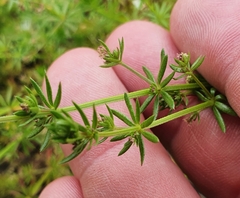 Galium divaricatum