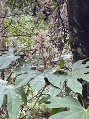 Fatsia polycarpa