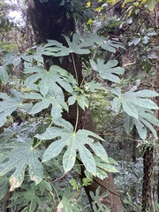 Fatsia polycarpa