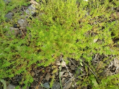 Galium divaricatum