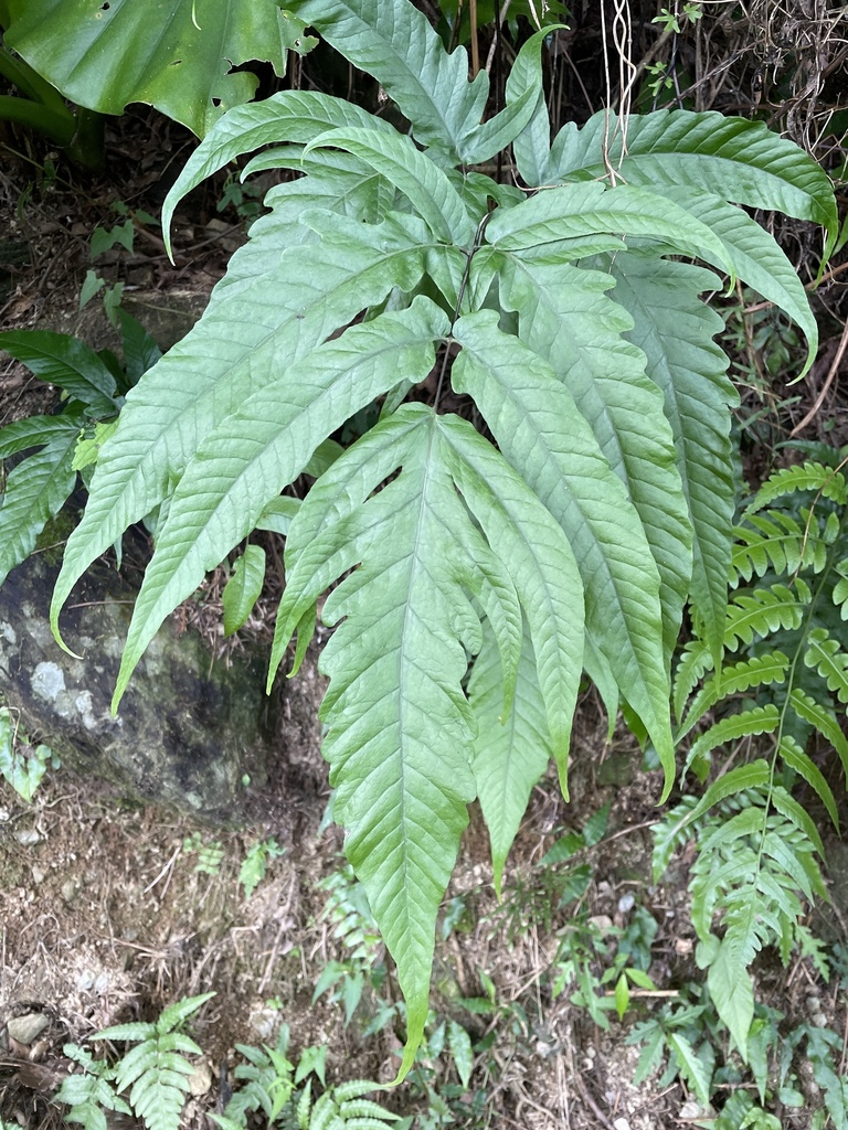 Tectaria simonsii