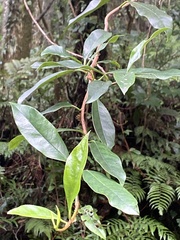 Hydrangea viburnoides