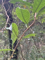 Hydrangea viburnoides