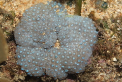 Sansibia flava