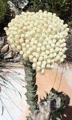 Syncarpha milleflora