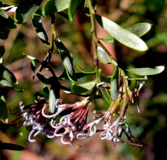 Grevillea sphacelata