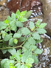 Elatostema microcephalanthum