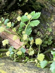Elatostema microcephalanthum
