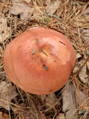 Russula veternosa