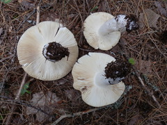 Russula veternosa