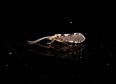 Polyplectropus