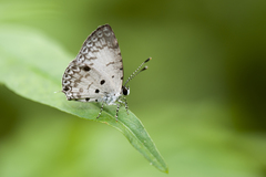 Megisba malaya sikkima