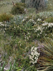 Gaultheria crassa