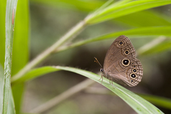 Lethe butleri