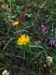 Pentanema britannica