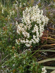Gaultheria crassa