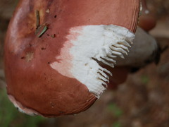 Russula veternosa