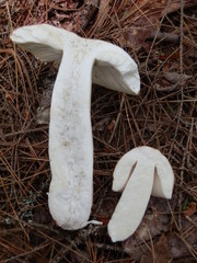 Russula veternosa