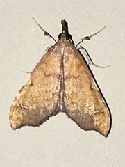 Deana hybreasalis